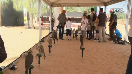 Xem Clip Lễ Hội Chim Ưng Quốc Tế Tại UAE HD Online.