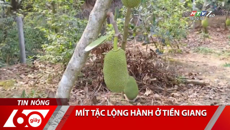 Xem Clip Mít Tặc Lộng Hành Ở Tiền Giang HD Online.