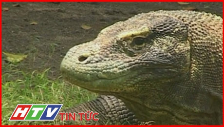 Xem Clip Đóng Cửa Đảo Komodo Để Bảo Vệ Loài Rồng Quý HD Online.