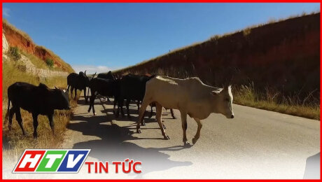 Xem Clip Sử Dụng Chip Điện Tử Để Tránh Mất Cắp Bò Zebu Ở Madagascar HD Online.