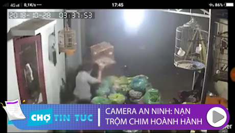 Xem Clip Tổng Hợp Camera An Ninh: Nạn Trộm Chim Hoành Hoành HD Online.