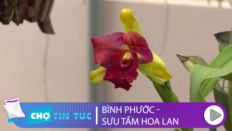 Xem Clip Bình Phước - Sưu Tầm Hoa Lan HD Online.