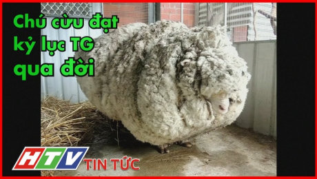 Xem Clip Chú Cừu Nhiều Lông Nhất Thế Giới Đã Qua Đời HD Online.