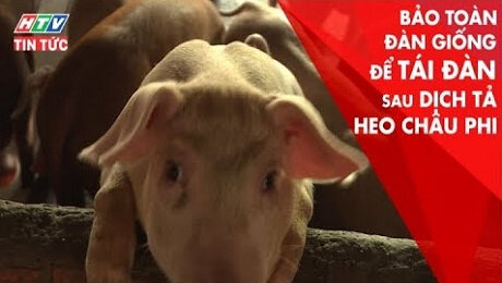 Xem Clip Bảo Toàn Đàn Giống Để Tái Đàn Sau Dịch Tả Heo Châu Phi  HD Online.