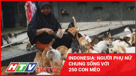 Xem Clip Indonesia: Người Phụ Nữ Chung Sống Với 250 Con Mèo HD Online.