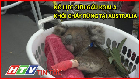 Xem Clip Nỗ Lực Cứu Gấu Koala Khỏi Cháy Rừng Tại Australia HD Online.