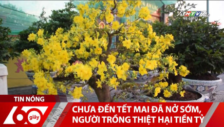 Xem Clip Chưa Đến Tết Mai Đã Nở Sớm, Người Trồng Thiệt Hại Tiền Tỷ HD Online.