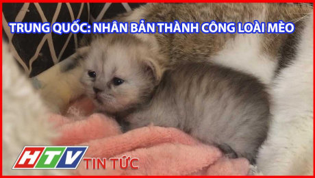 Xem Clip Trung Quốc: Nhân Bản Thành Công Loài Mèo HD Online.