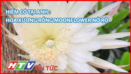 Xem Clip Hiếm có tại anh: hoa xương rồng Moonflower nở rộ HD Online.