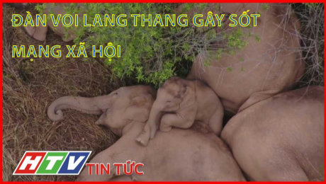 Xem Clip Đàn Voi Lang Thang Gây Sốt Mạng Xã Hội HD Online.