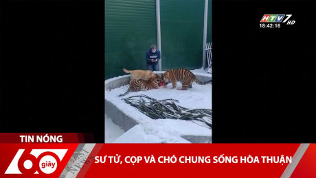 Xem Clip Sư Tử, Cọp Và Chó Chung Sống Hòa Thuận HD Online.