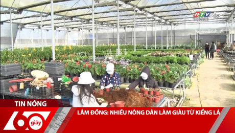 Xem Clip LÂM ĐỒNG: NHIỀU NÔNG DÂN LÀM GIÀU TỪ KIỂNG LÁ HD Online.