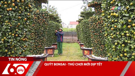 Xem Clip QUÝT BONSAI - THÚ CHƠI MỚI DỊP TẾT HD Online.