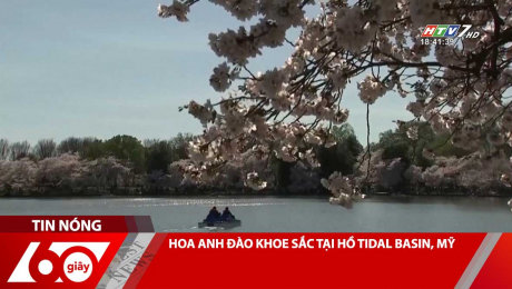 Xem Clip HOA ANH ĐÀO KHOE SẮC TẠI HỒ TIDAL BASIN, MỸ HD Online.