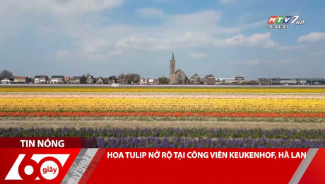 Xem Clip HOA TULIP NỞ RỘ TẠI CÔNG VIÊN KEUKENHOF, HÀ LAN HD Online.