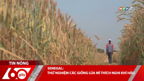 Xem Clip SENEGAL: THỬ NGHIỆM CÁC GIỐNG LÚA MÌ THÍCH NGHI KHÍ HẬU HD Online.