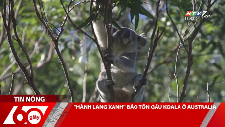 Xem Clip "HÀNH LANG XANH" BẢO TỒN GẤU KOALA Ở AUSTRALIA HD Online.