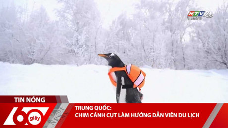 Xem Clip TRUNG QUỐC: CHIM CÁNH CỤT LÀM HƯỚNG DẪN VIÊN DU LỊCH HD Online.