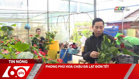 Xem Clip PHONG PHÚ HOA CHẬU ĐÀ LẠT ĐÓN TẾT HD Online.