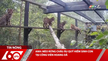 Xem Clip ANH: MÈO RỪNG CHÂU ÂU QUÝ HIẾM SINH CON TẠI CÔNG VIÊN HOANG DÃ HD Online.