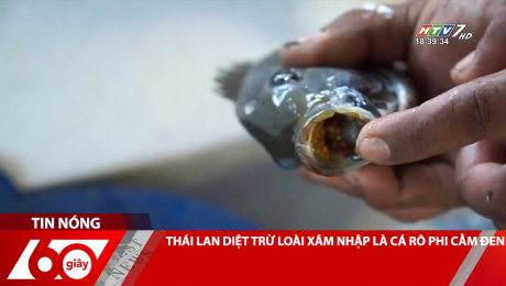 THÁI LAN DIỆT TRỪ LOÀI XÂM NHẬP LÀ CÁ RÔ PHI CẰM ĐEN