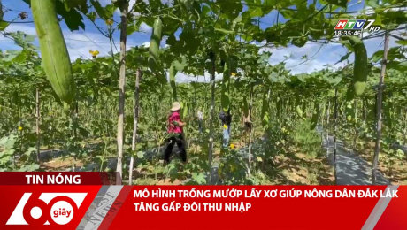 MÔ HÌNH TRỒNG MƯỚP LẤY XƠ GIÚP NÔNG DÂN ĐẮK LẮK TĂNG GẤP ĐÔI THU NHẬP