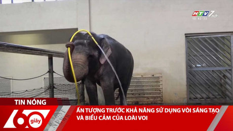 ẤN TƯỢNG TRƯỚC KHẢ NĂNG SỬ DỤNG VÒI SÁNG TẠO VÀ BIỂU CẢM CỦA LOÀI VOI