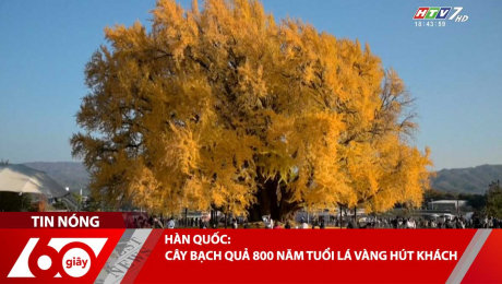 HÀN QUỐC: CÂY BẠCH QUẢ 800 NĂM TUỔI LÁ VÀNG HÚT KHÁCH