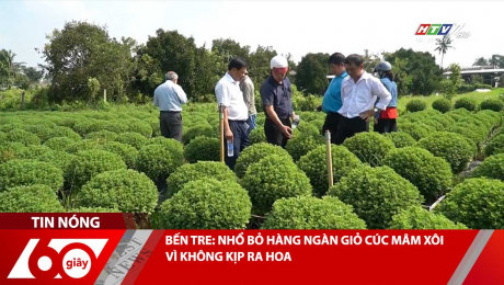 BẾN TRE: NHỔ BỎ HÀNG NGÀN GIỎ CÚC MÂM XÔI VÌ KHÔNG KỊP RA HOA