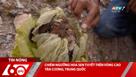 CHIÊM NGƯỠNG HOA SEN TUYẾT TRÊN VÙNG CAO TÂN CƯƠNG, TRUNG QUỐC