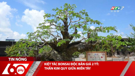 KIỆT TÁC BONSAI ĐỘC BẢN GIÁ 2 TỶ: THẦN KIM QUY GIỮA MIỀN TÂY