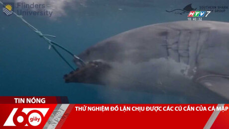 Xem Clip THỬ NGHIỆM ĐỒ LẶN CHỊU ĐƯỢC CÁC CÚ CẮN CỦA CÁ MẬP HD Online.