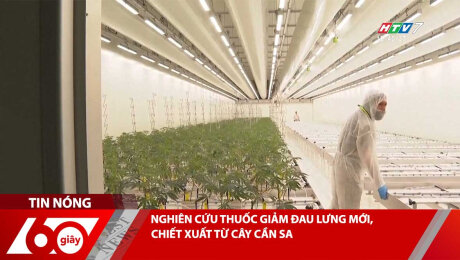 Xem Clip NGHIÊN CỨU THUỐC GIẢM ĐAU LƯNG MỚI, CHIẾT XUẤT TỪ CÂY CẦN SA HD Online.